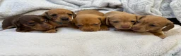 Miniature Dachshund dogs for sale: Miniature Smooth Dacshund  - Advert 1