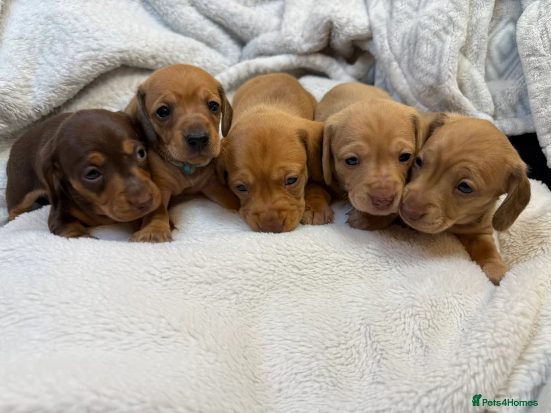 Miniature Dachshund dogs for sale: Miniature Smooth Dacshund  - Advert 1
