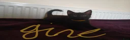 Mixed Breed cats for sale: Black fluffy babies 🖤🐈‍⬛️ - Advert 9