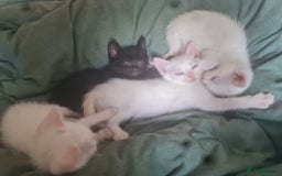 Mixed Breed cats for sale: Mixed breed kittens - Image 2