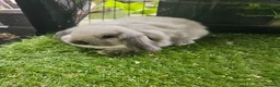 Mini Lop rabbits for sale: Seal point mini lop and lion lop baby rabbits - Advert 4