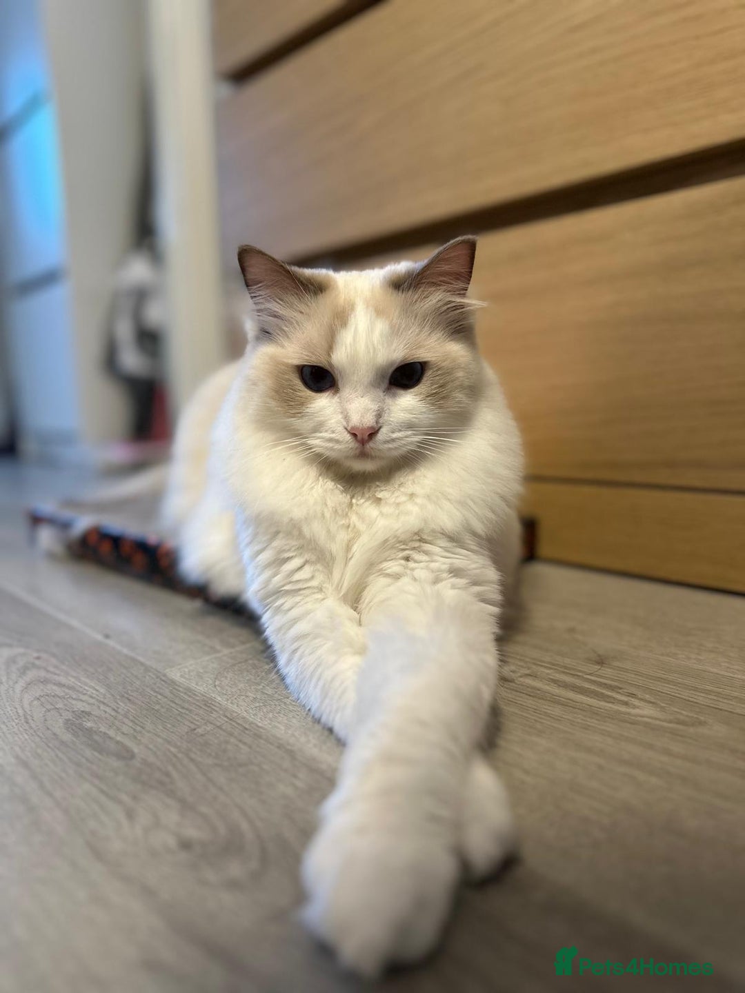 Ragdoll cats for sale: GCCF Registered Lilac Bicolour Ragdoll   - Advert 1