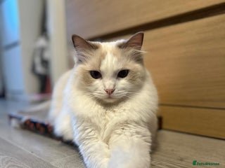 Ragdoll cats GCCF Lilac Bicolour Ragdoll - Advert 6