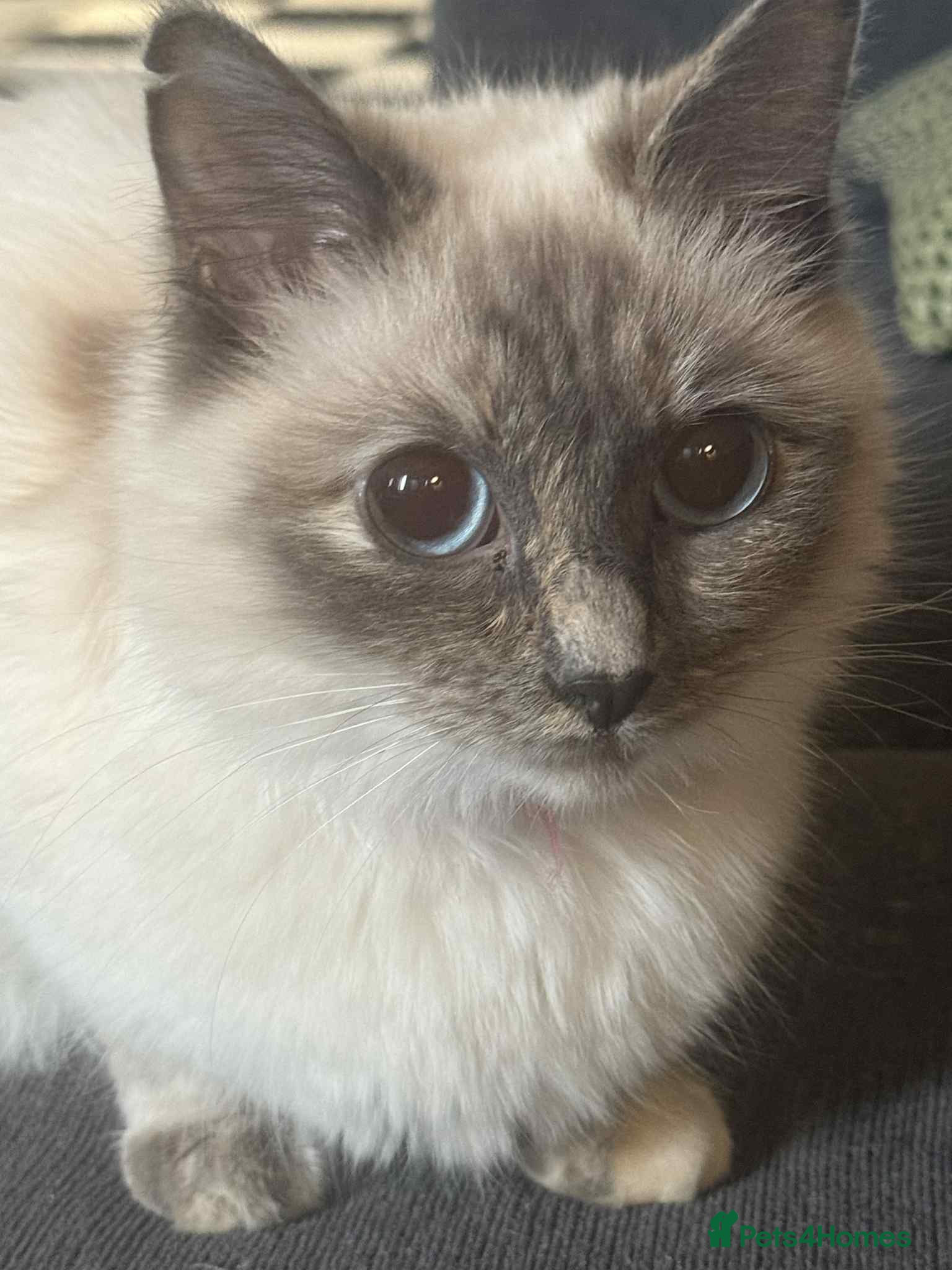 Ragdoll cats Purebred ragdoll - Advert 8