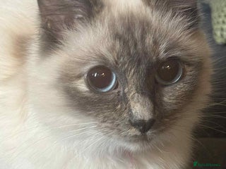 Ragdoll cats Purebred ragdoll - Advert 14