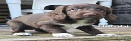 Sprocker dogs for sale: F1 Sprocker Spaniel Puppies  - Advert 5
