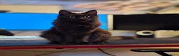 Maine Coon cats for sale: Pedigree maine coon for rehome  in Porth - Advert 11