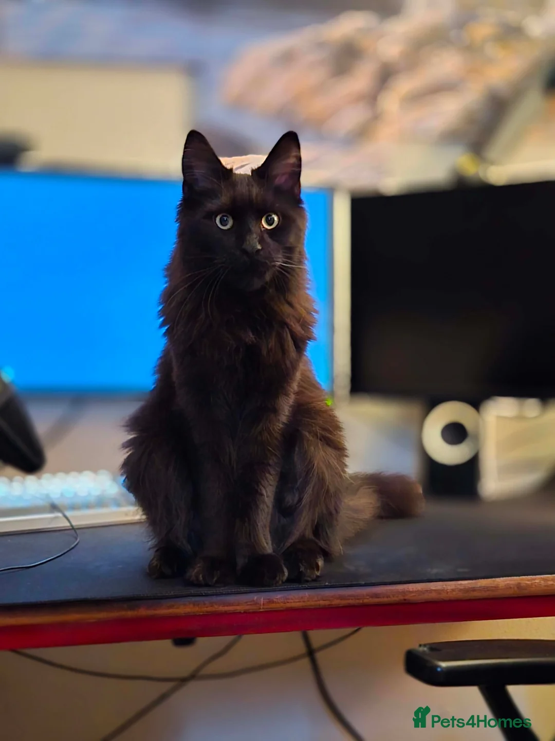 Maine Coon cats for sale: Pedigree maine coon for rehome  in Porth - Advert 11