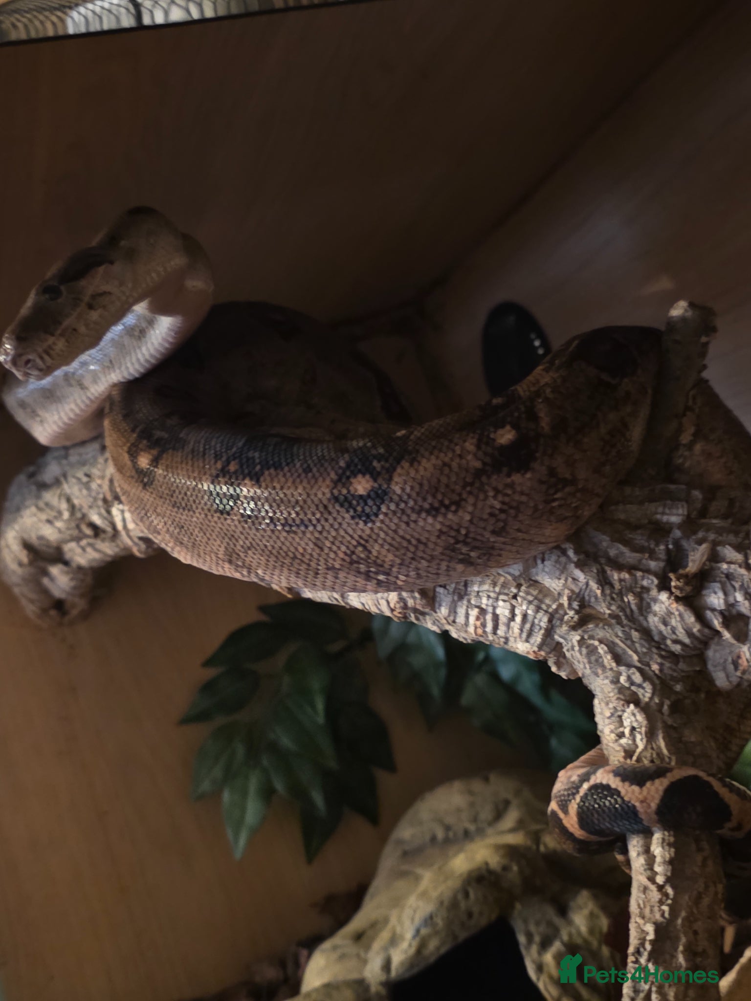 Mixed Breed reptiles Various snakes with set ups for sale - Advert 4