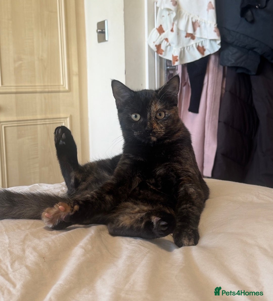 Mixed Breed cats for sale: Mixed, tortoise shell, ragdoll kittens - Advert 6