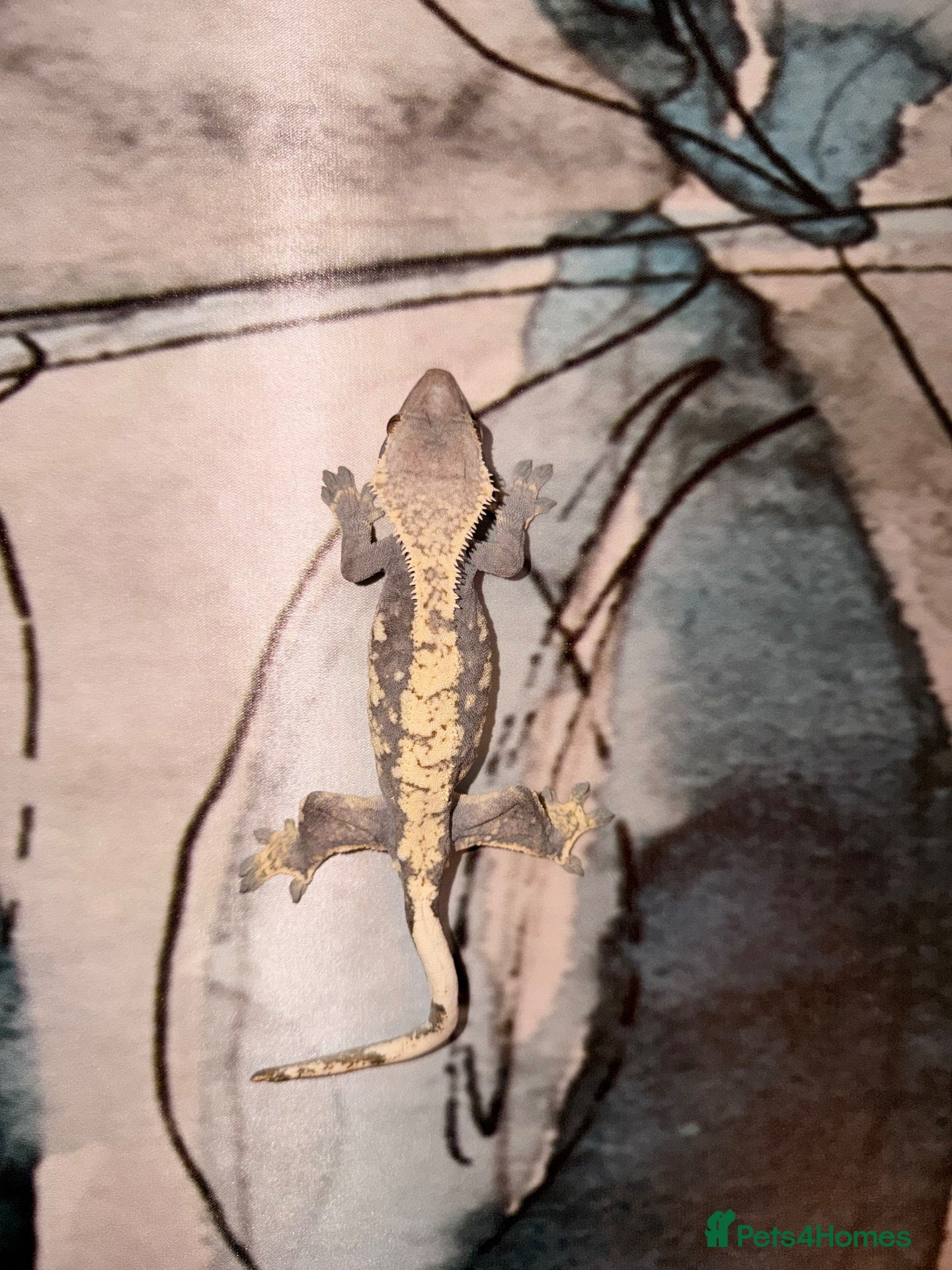 Gecko reptiles Crested geckos  - Advert 10