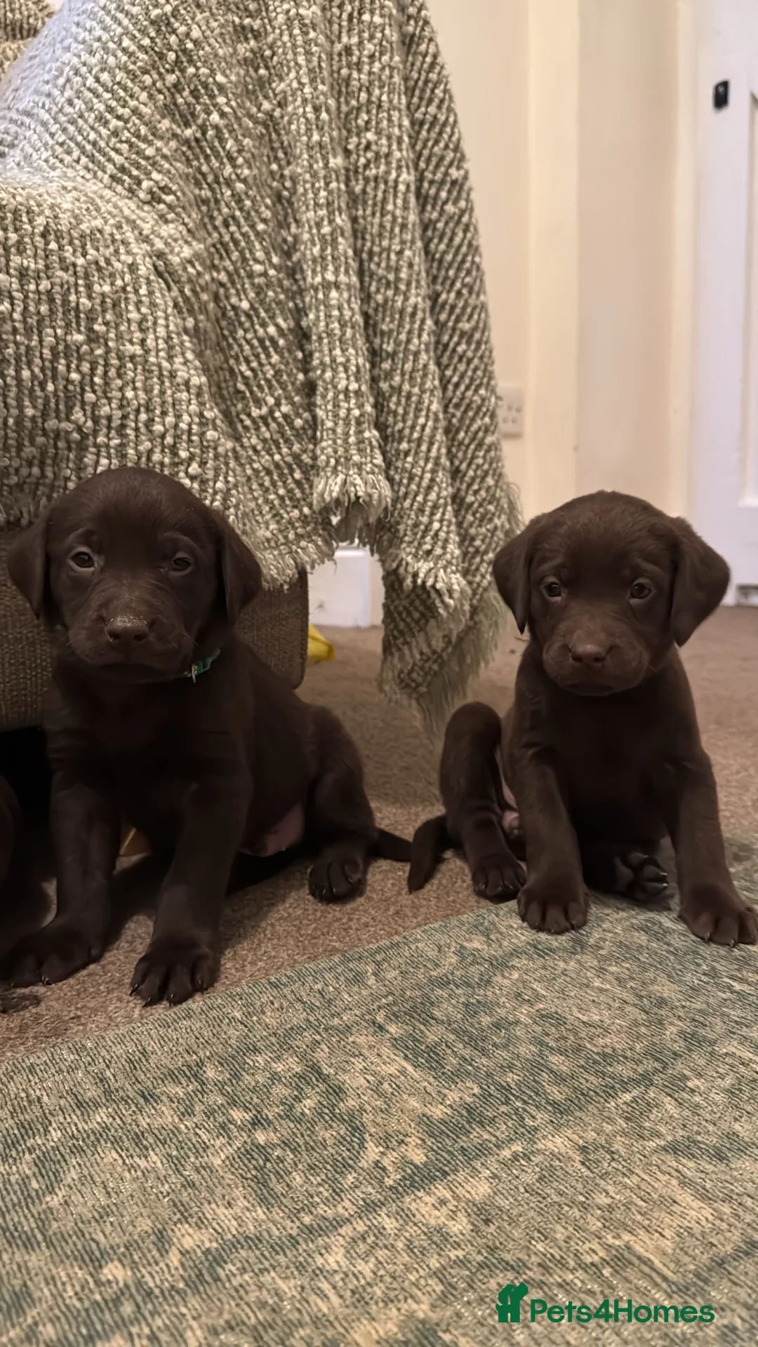 Labrador Retriever dogs for sale: Beautiful Chocolate and Yellow working Labradors  - Advert 40