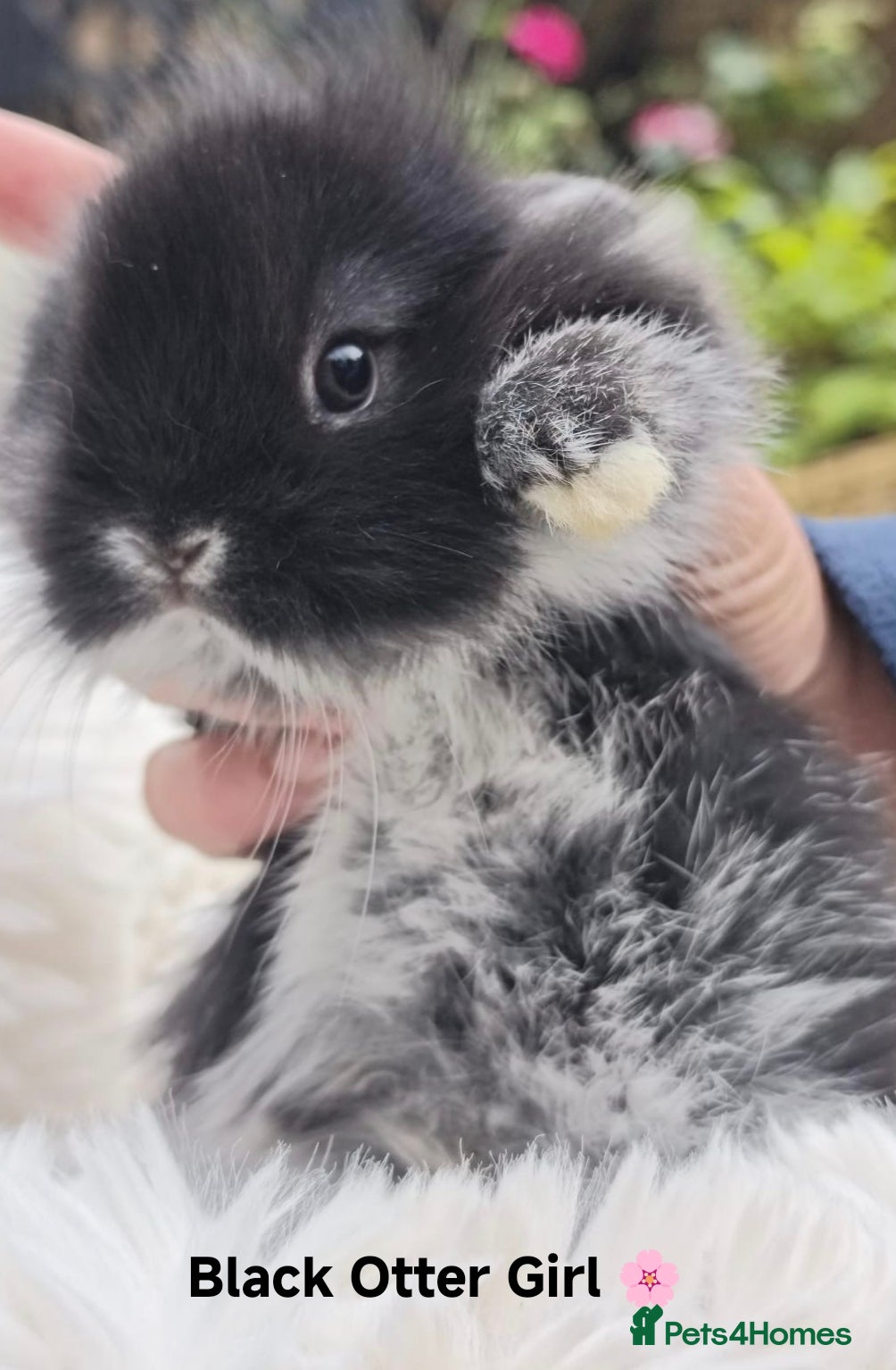 Mini Lop rabbits 5 Stunning Rare Mini Lion Lop Rabbits - Advert 1