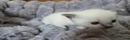 Ragdoll cats for sale: 4 Beautiful Ragdoll kittens, 2 Seal, 2 Lilac - Advert 26