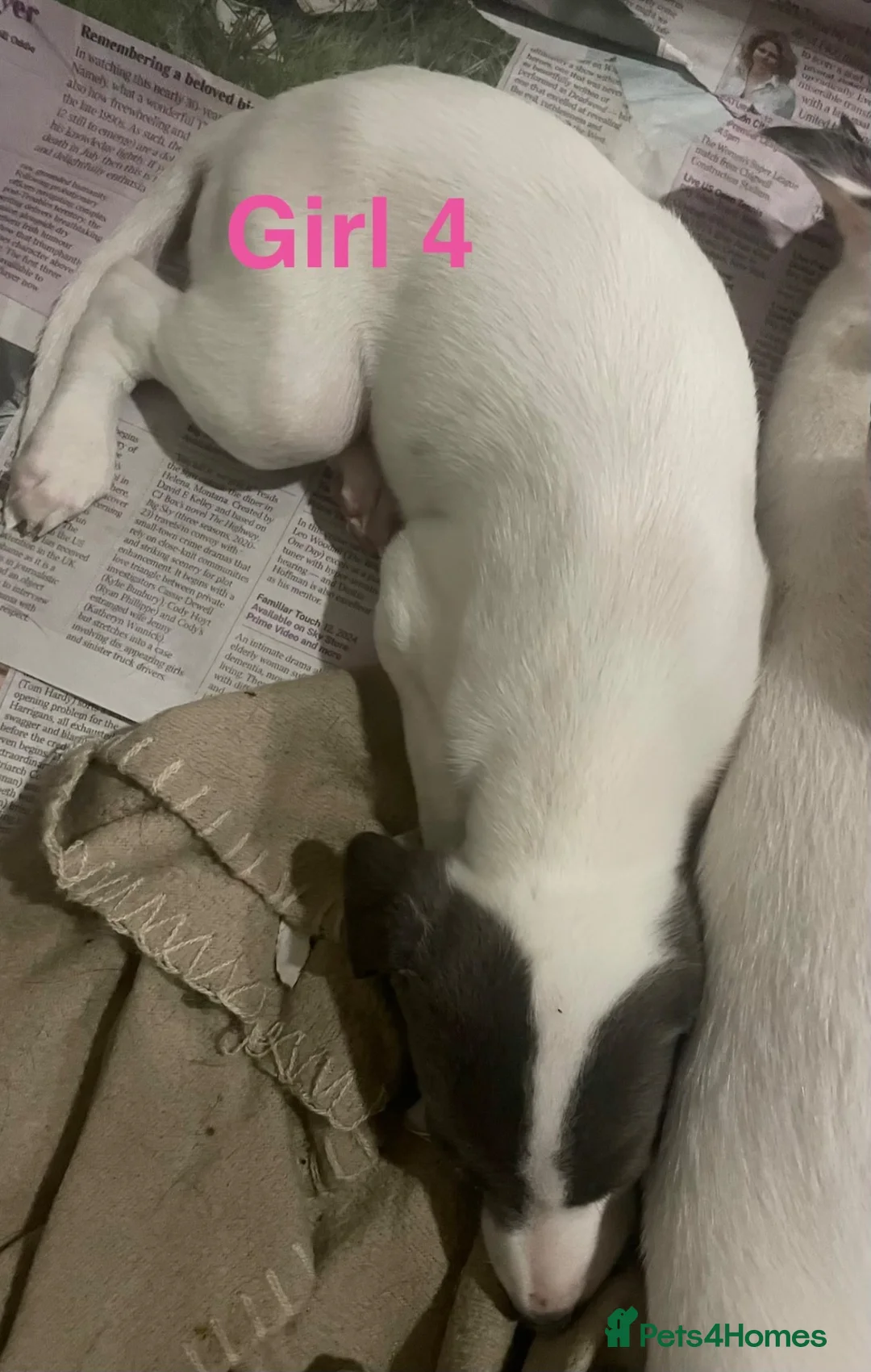 Whippet dogs for sale: Blue and white whippet puppies  in March - Advert 16