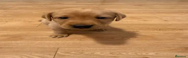 Labrador Retriever 7