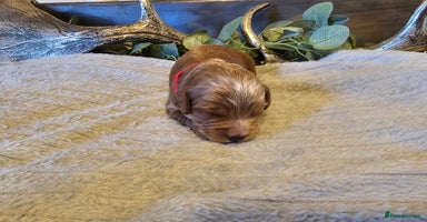 Cockapoo dogs Only 5 Male Cockapoo puppies left - Advert 11