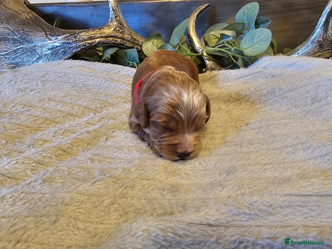 Cockapoo dogs for sale: Cockapoo puppies for sale  - Advert 7