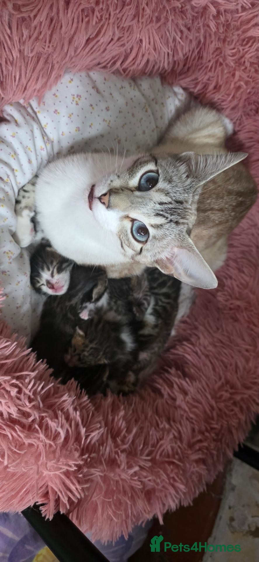 Bengal cats Beautiful Bengal kittens,Exteptional Colour😻our - Advert 16