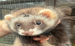 Ferret rodents for sale: Male and female part angora kits  - Image 3