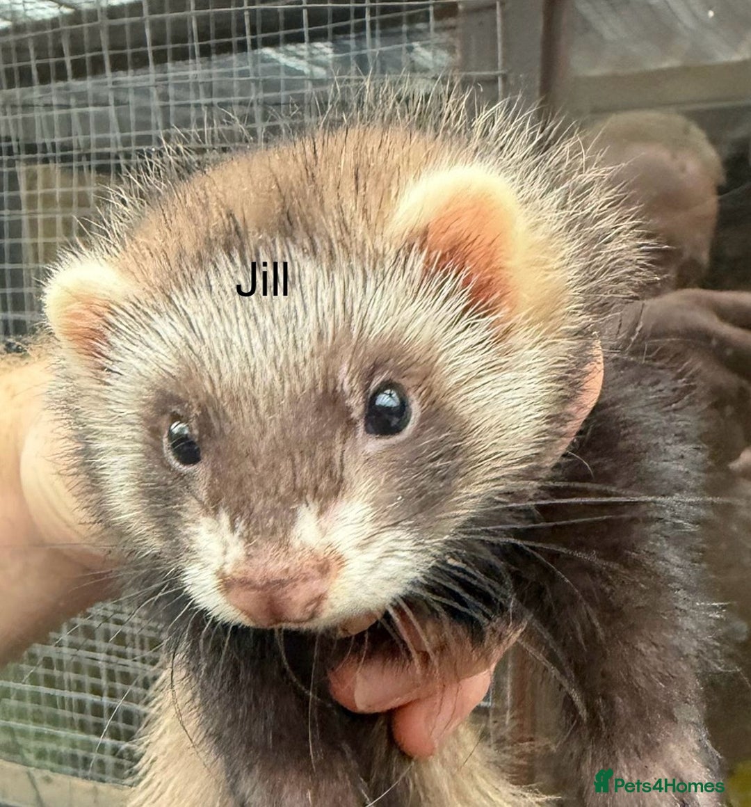 Ferret rodents for sale: Male and female part angora kits  - Image 3