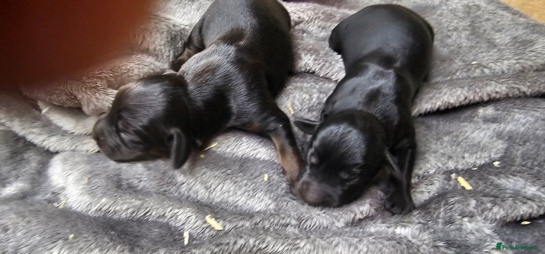 Labrador Retriever dogs for sale: 6 BEAUTIFUL BLACK PUPPIES. LAB CROSS COCKER - Image 6
