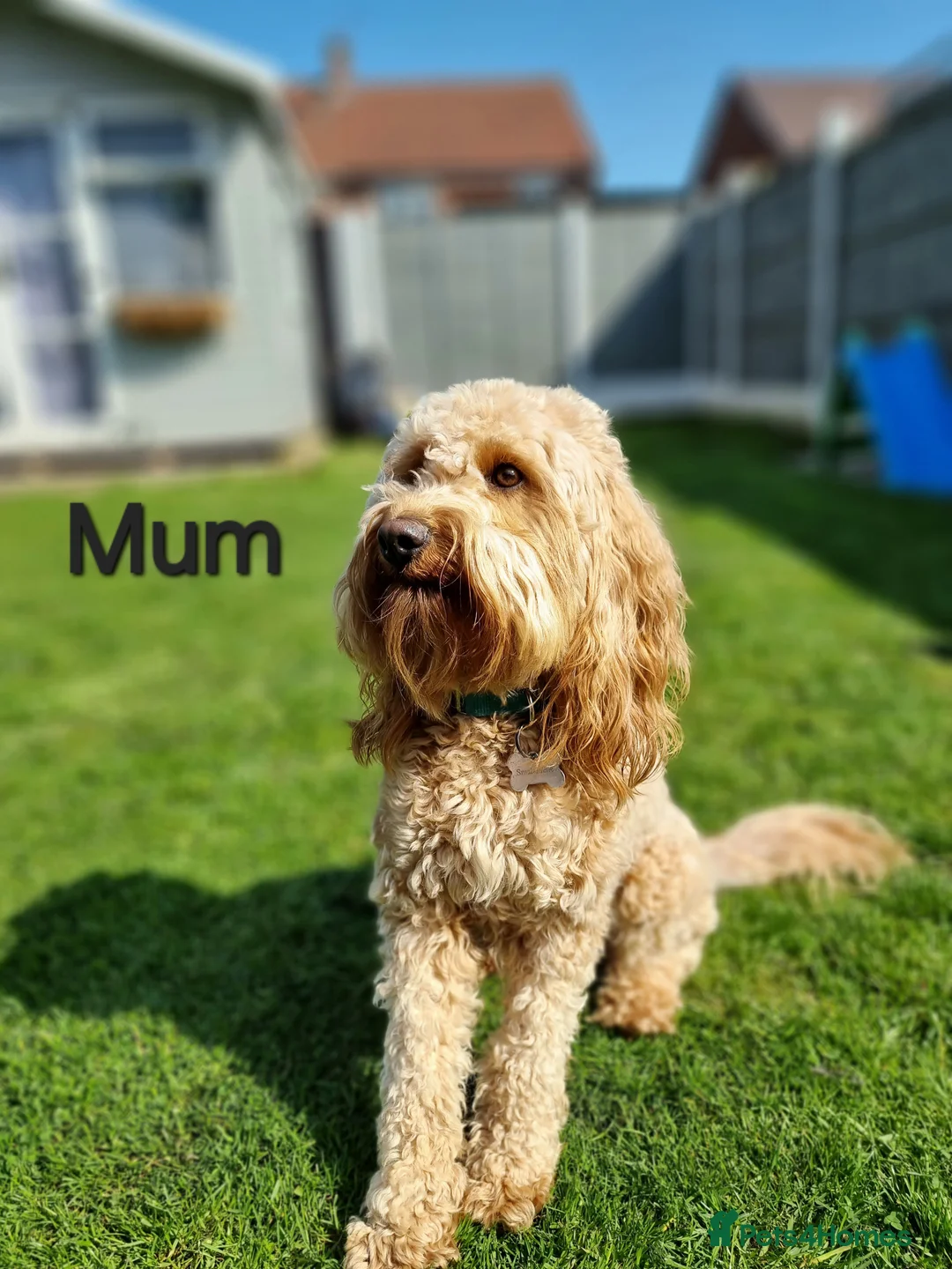 Mini Goldendoodle dogs for sale: Waiting list- F1BB Miniature Goldendoodle puppies  - Advert 2