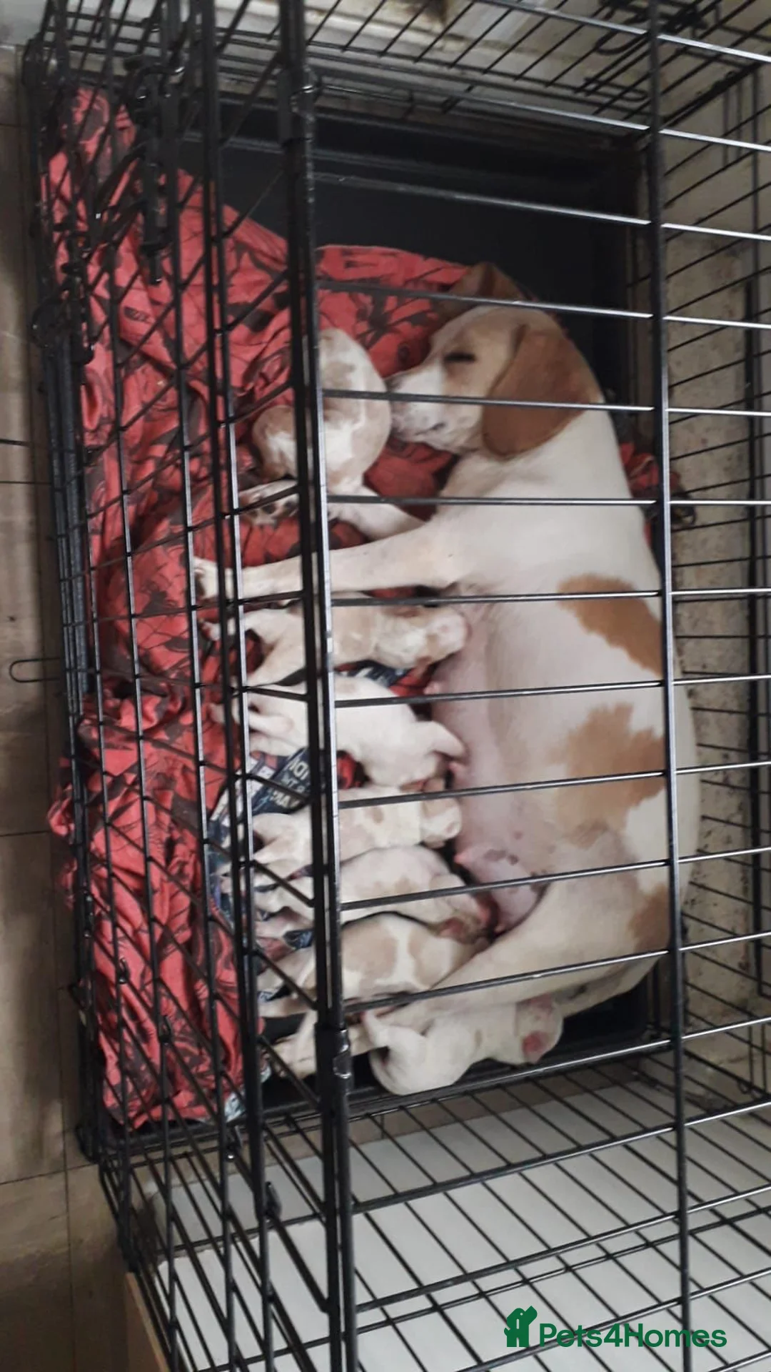 Beagle dogs for stud: Rocko pure beagle stud  in Doncaster - Advert 4