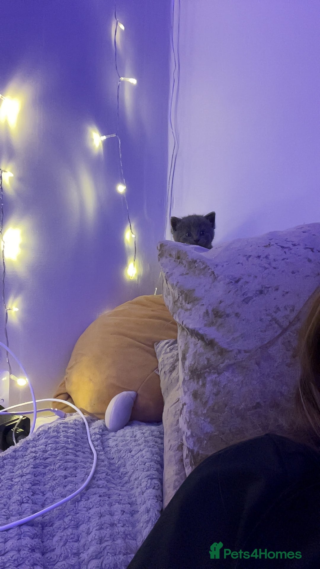 Mixed Breed cats for sale: 6 kittens for sale - Image 2