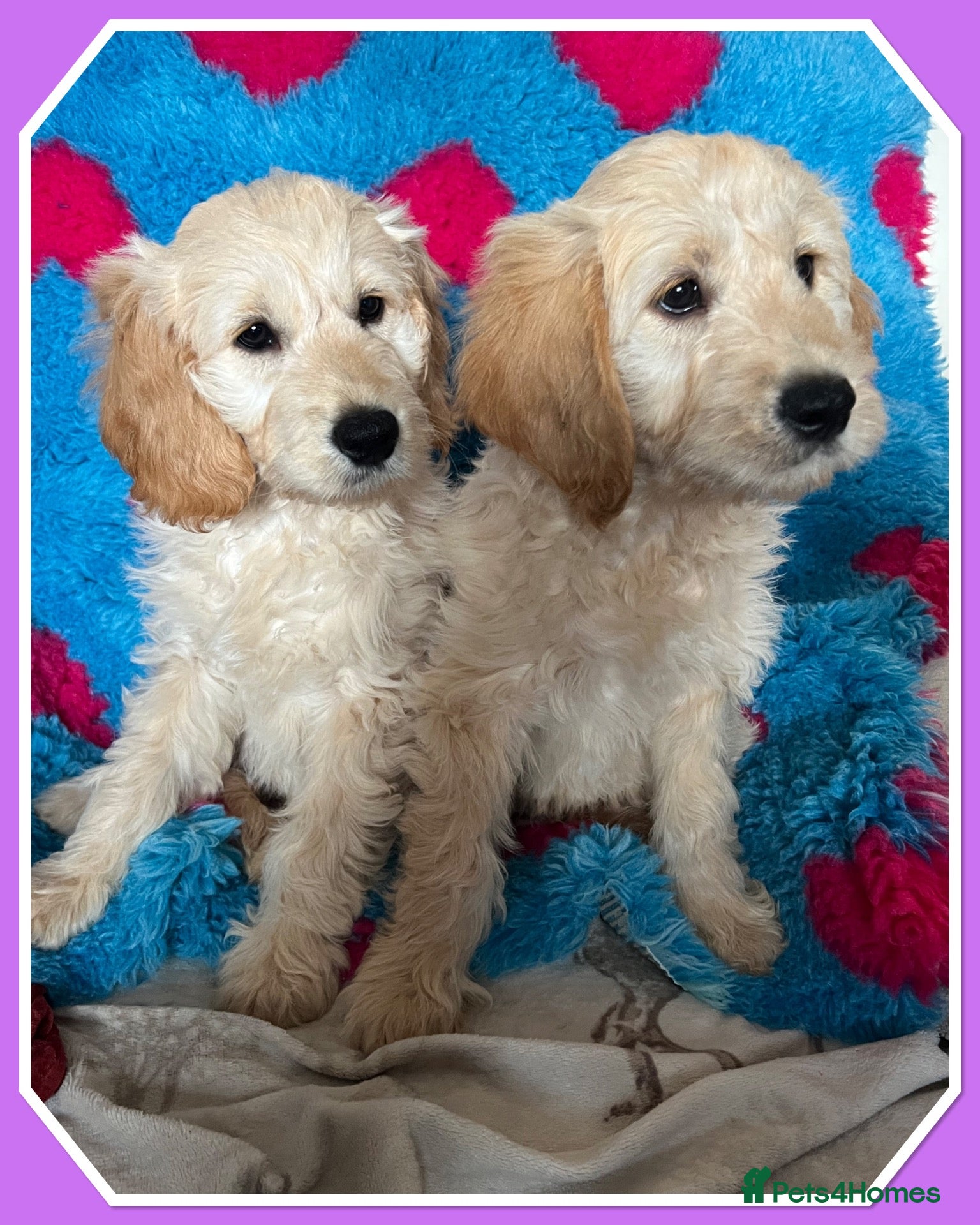 Mini Goldendoodle dogs for sale: JUST 2 F1 MINIATURE GOLDENDOODLES AVAILABLE 🐶 - Advert 7