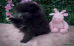 Pomeranian dogs for sale: ** TRUE TO TYPE BLACK POMERANIAN PUPPIES ** - Image 9