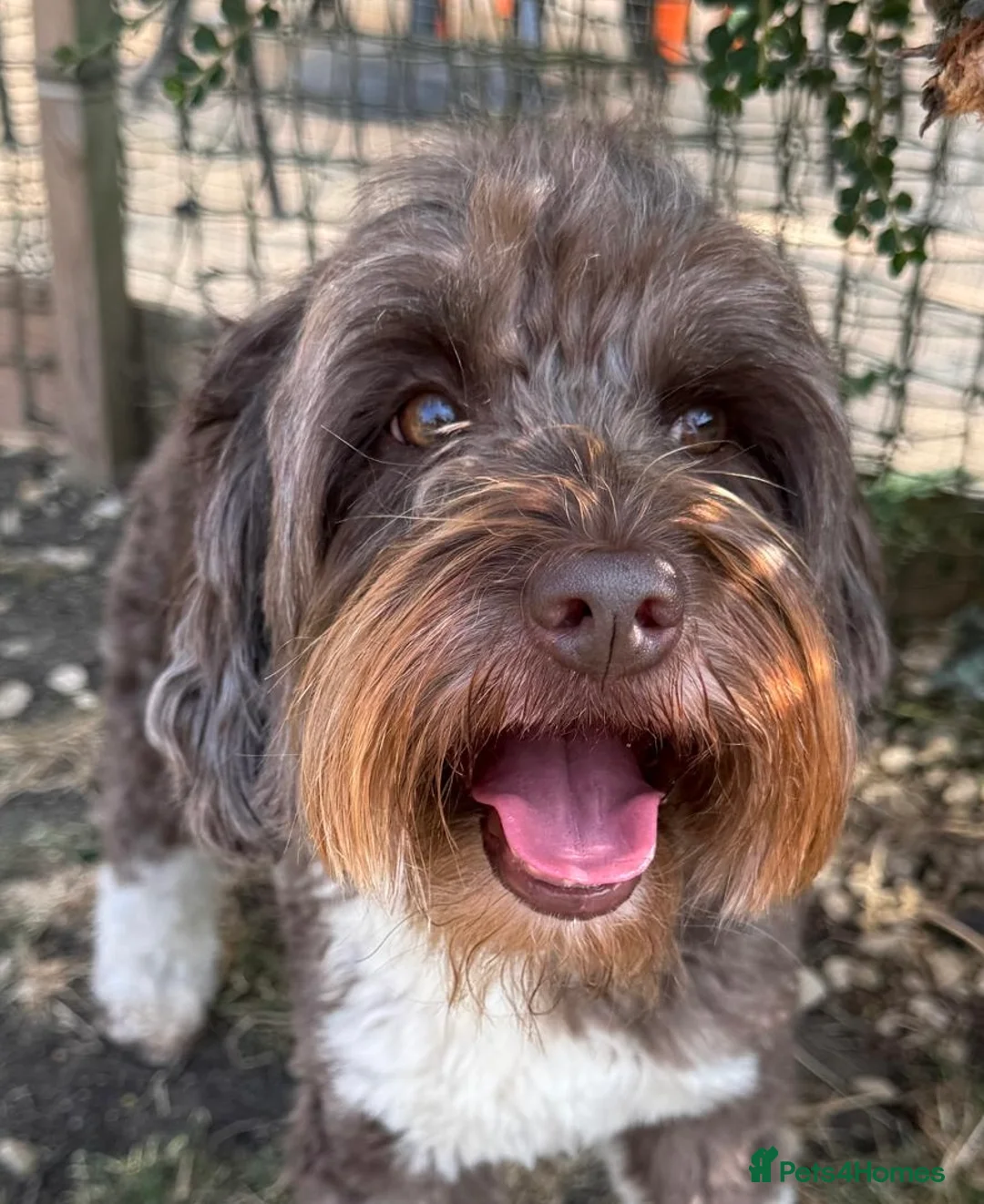 Australian Labradoodle dogs for stud: Proven Miniature Australian Labradoodle Stud  - Advert 4