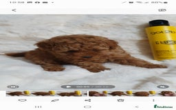 Toy Poodle dogs for sale: Pedigree Toy poodle puppies ready this weekend - Image 8