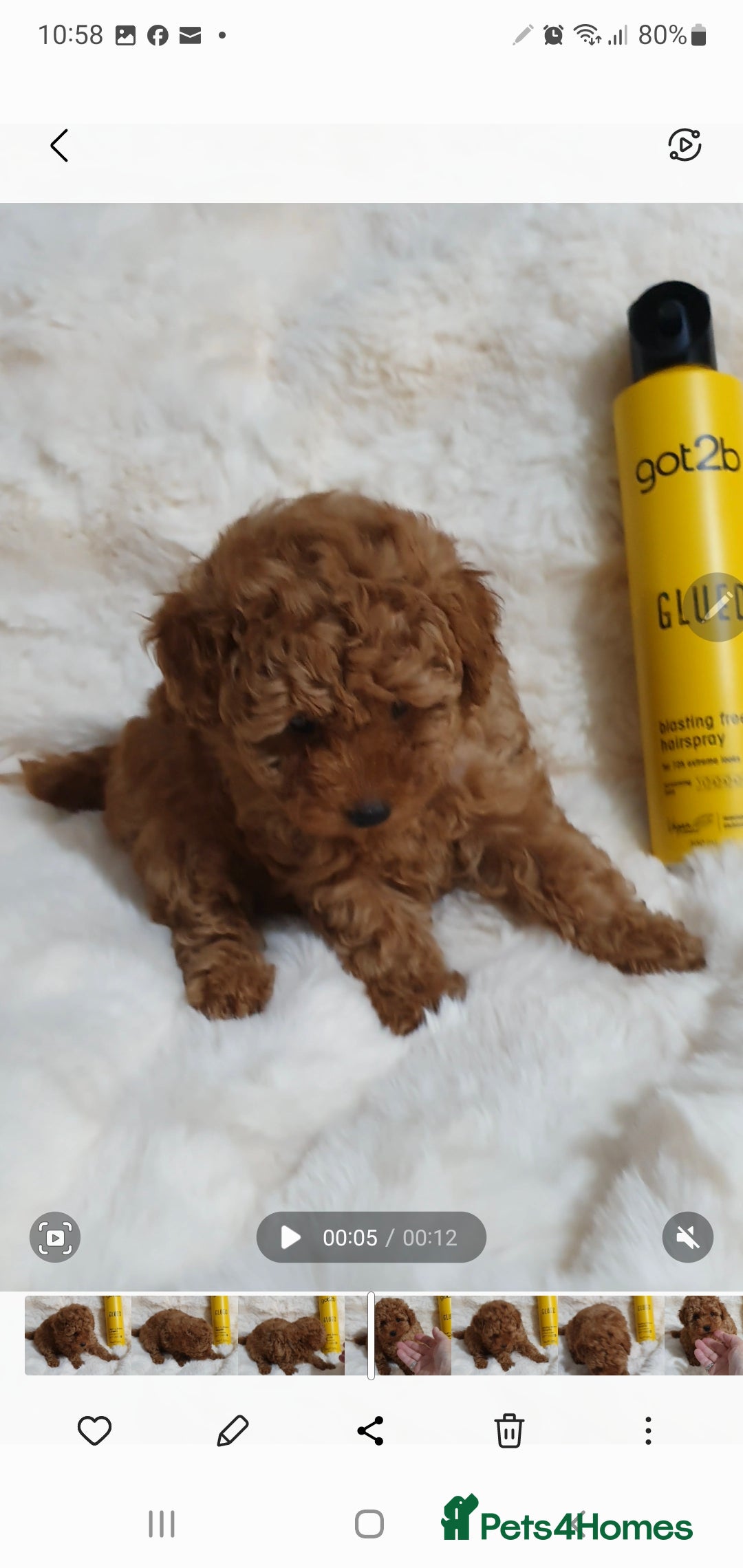 Toy Poodle dogs for sale: Pedigree Toy poodle puppies ready this weekend - Image 8