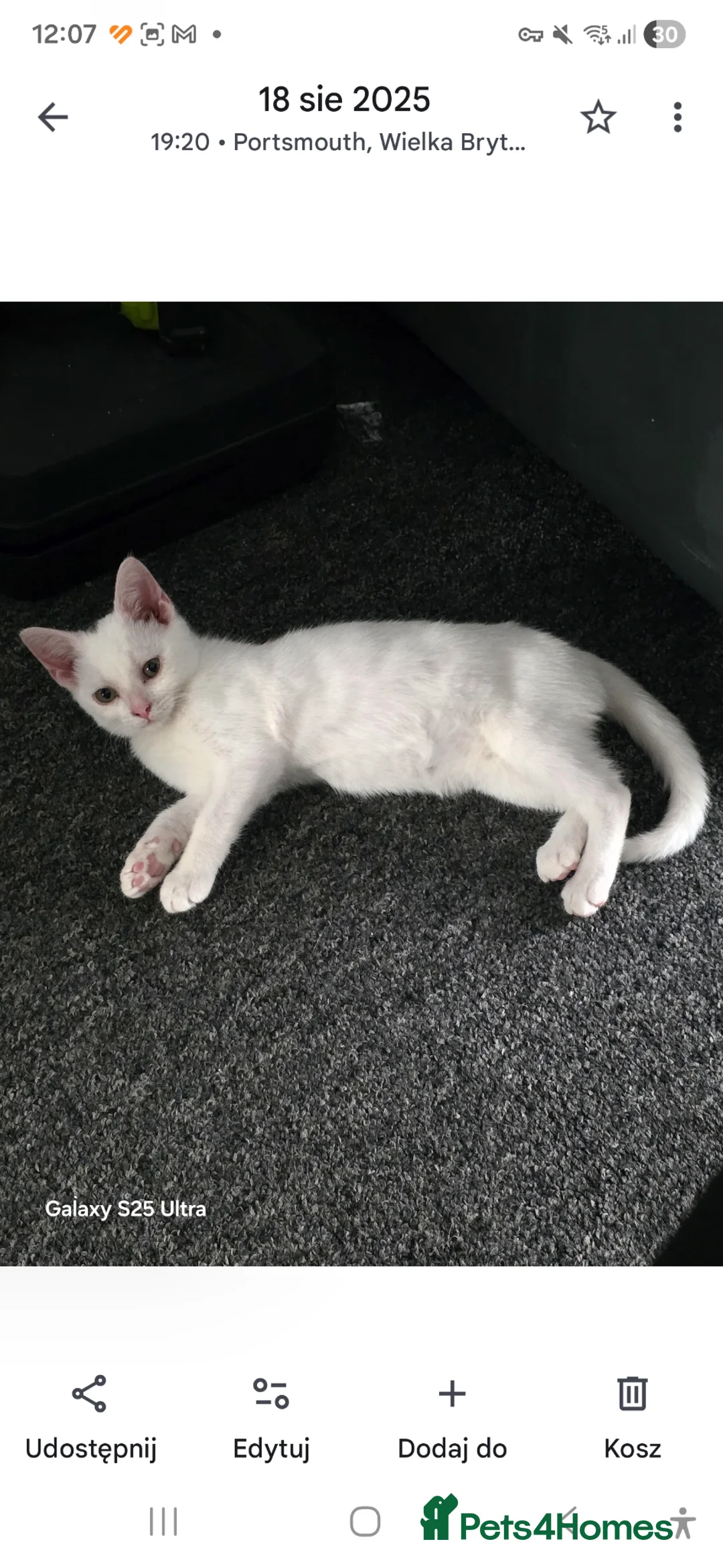 Mixed Breed cats for sale: Two beautiful kittens girls - Advert 2