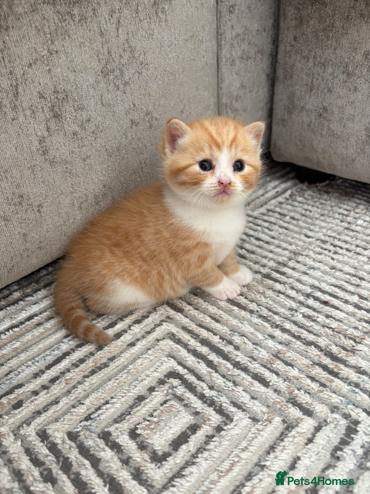 Persian cats for sale: 2 beautiful Persian cross kittens  in Clevedon - Advert 2