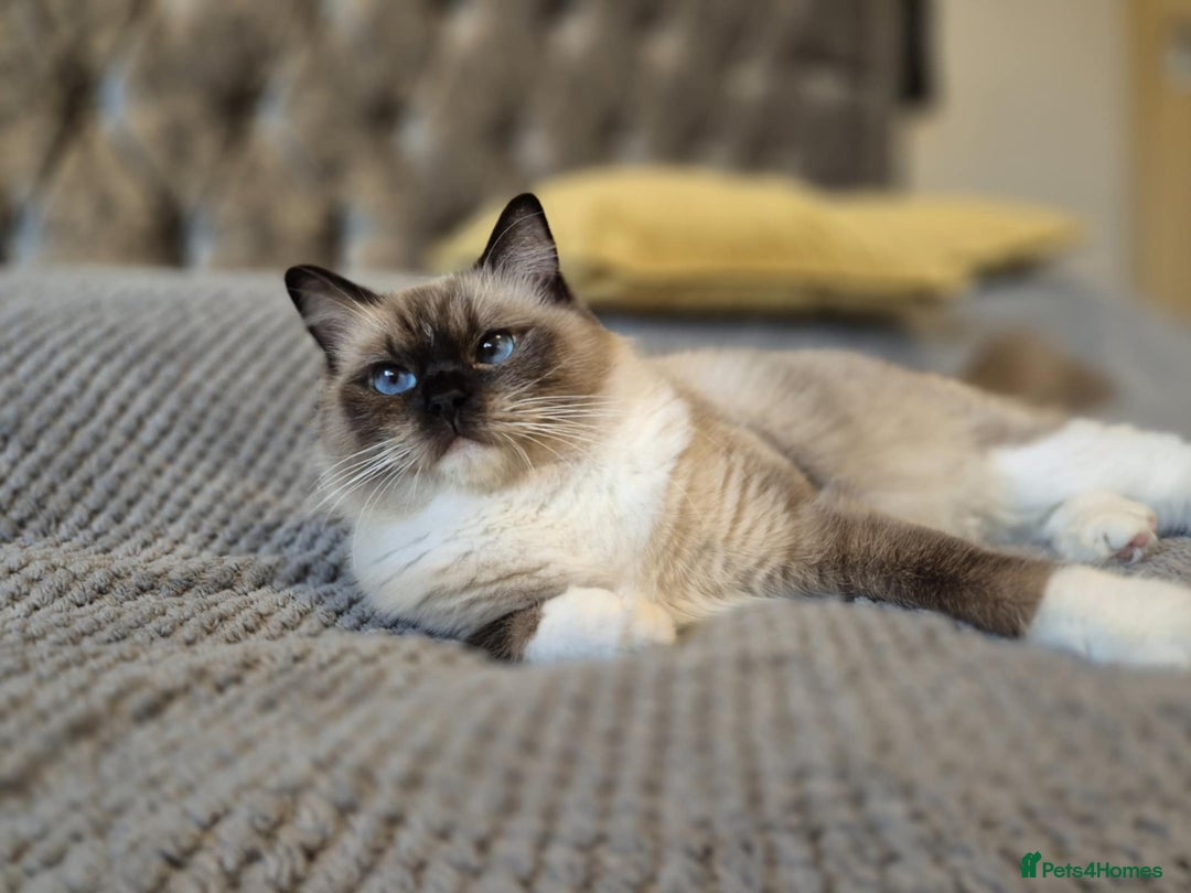 Ragdoll cats for sale: 3 Tica Registered Ragdoll Kittens For Sale  - Advert 2