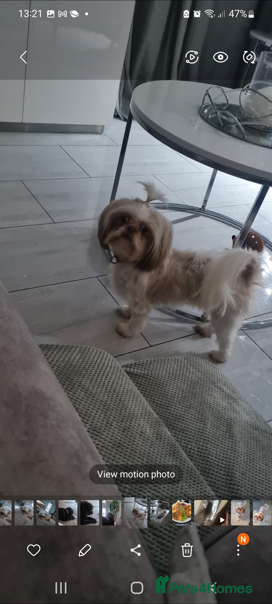 Shih Tzu dogs for sale: Imperial shitzu - Image 2