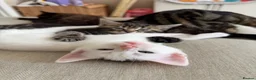 Domestic Shorthair cats for sale: Male Kittens Ready In TWO WEEKS - Advert 3