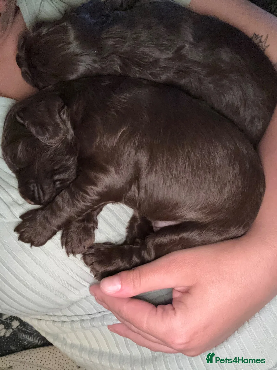 Cocker Spaniel dogs for sale: 3 Beautiful little cocker spaniels  - Advert 6