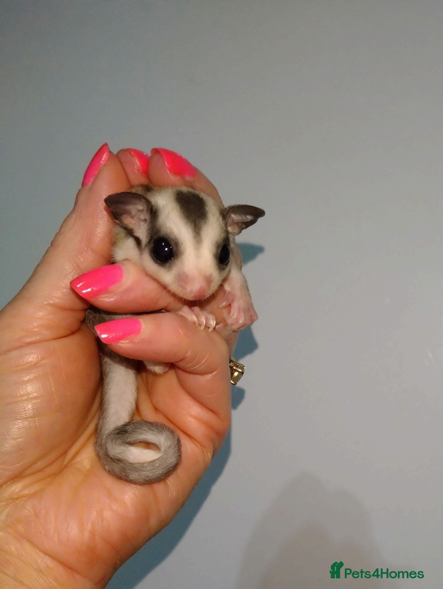 Sugar Glider rodents Stunning sugar glider joeys - Advert 5