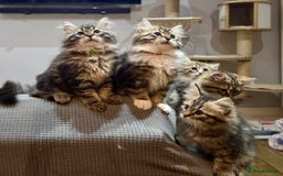 Siberian cats for sale: Champion line kitten😻😽🐈 - Image 5