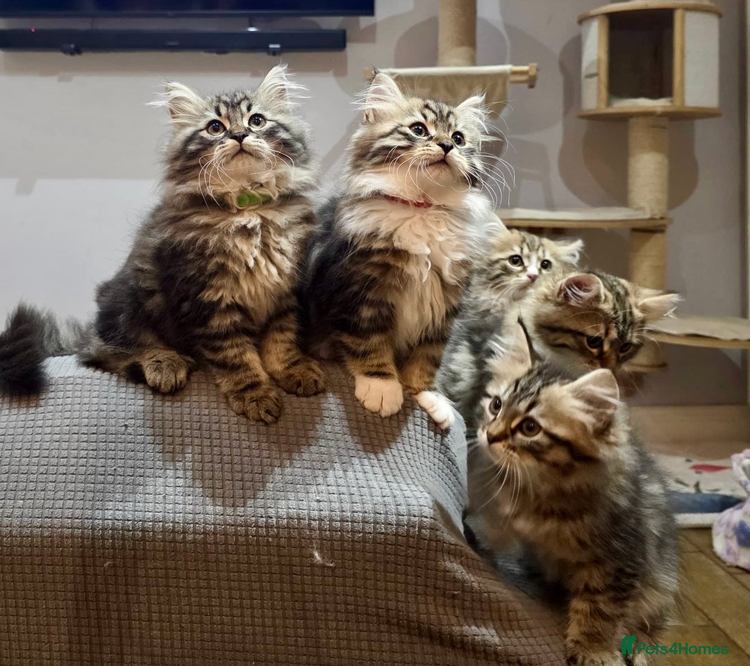Siberian cats for sale: Champion line kitten😻😽🐈 - Image 5