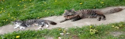 Mixed Breed cats for sale: Kittens ready to be rehomed  - Advert 12