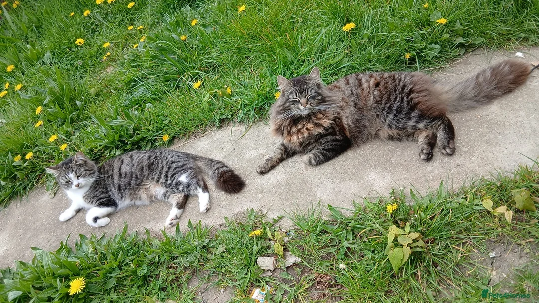 Mixed Breed cats for sale: Kittens ready to be rehomed  - Advert 12