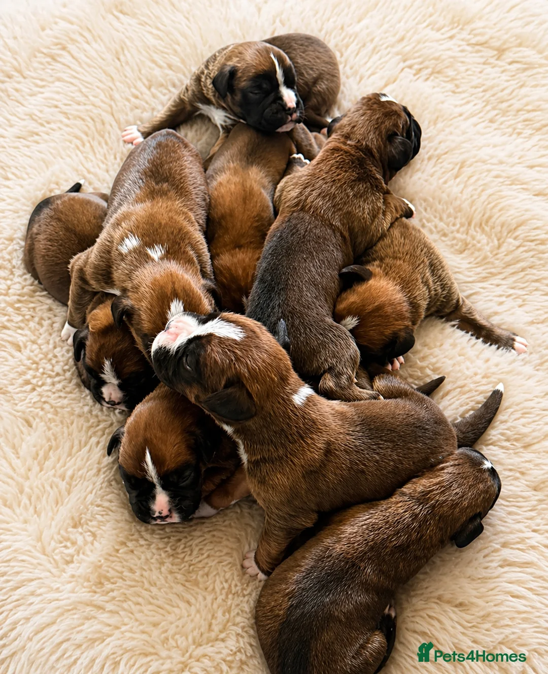 Boxer dogs for sale: BOXER pups - Advert 2