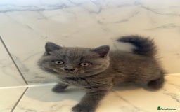 British Shorthair cats for sale: British shorthair kittens  - Image 11