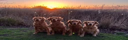 Golden Retriever dogs for sale: Unique, Stunning, Working Golden Retrievers.  - Advert 7