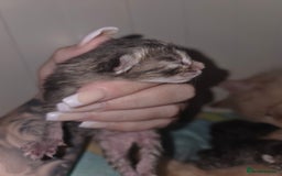 Mixed Breed cats for sale: Mixed breed kittens  - Image 1