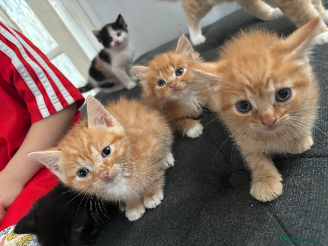 Mixed Breed cats for sale: Kittens for sale ginger boys  - Image 2